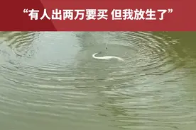 这是啥鱼啊？男子钓到从没见过的“怪鱼”，“有人出两万要买，但我放生了”。#钓鱼 #钓鱼人 #钓鱼的乐趣只有钓鱼人懂 #原来钓鱼才是抖音运动顶流 #惊不惊喜意不意外视频封面