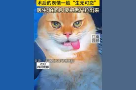 医生给猫咪做绝育，术后的表情一脸“生无可恋” #猫咪 #猫咪绝育视频封面