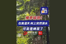 细思极恐！高温天树上突然滴水，可能是蝉尿了！（编辑：嬛嬛）#万万没想到 #震惊 #夏天 #厦门视频封面