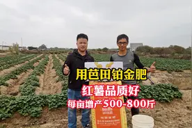 用芭田铂金肥，红薯品质好，每亩增产500-800斤#芭田好肥料