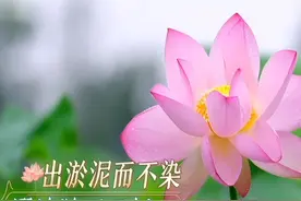 一起来长知识！莲是什么？荷又是什么？没开花叫什么？开了花又叫什么？#山水间的家视频封面