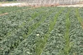 急急急！求转发！翔安凤路村上百万斤包菜滞销，若有采摘包菜意愿，可导航至凤路村村委会联系：13950066623 黄主任，采购量大、有运送需求可联系：15860773146 黄先生（记者/乔丹、高志强，编辑/黄烨鑫） #厦门  #助农  #凤路村  #包菜视频封面