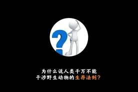 为什么说人类千万不能，干涉野生动物的生存法则？#冷知识 #省流