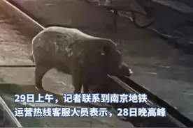 晚高峰地铁隧道内出现野猪？南京地铁：属实，正调查核实详情（原创采访）视频封面