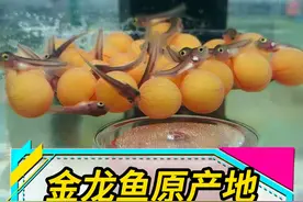 在金龙鱼的原产地，观看繁殖小龙鱼！ 如果你在家也能完成此操作，那已经打败了很多龙鱼玩家！#观赏鱼 #龙鱼 #水族