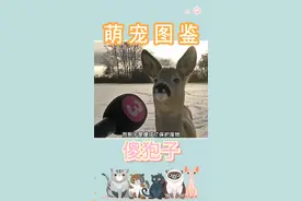 傻狍子，是一只天真的小可爱。#傻狍子 #狍子 #萌宠出道计划 #神奇动物在抖音 #萌宠 #动物解说 #动物的迷惑行为 #万物皆有灵性 #动物世界 #动物搞笑配音 #野生动物零距离 