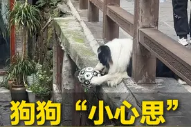 景区内边牧狗狗故意掉球，挑选路人陪它玩，小狗狗能有什么坏心思#边牧 #边牧的智商 #边牧挑选