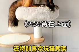 关于养狐狸的冷知识你知道多少呢 #萌宠成精了 #萌宠日常记录 #狐狸