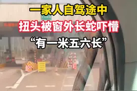 一家人自驾途中，扭头被窗外长蛇吓懵，“有一米五六长”#惊险视频封面