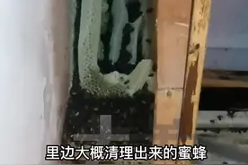 4月7日，河南郑州。“那咋会不害怕，多瘆人” 数万只蜜蜂进家，在鞋柜筑成60多斤蜂巢#河南dou知道 视频封面