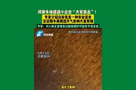 9月13日 河南郑州 河南多地遭遇小白虫“大军袭击”！专家介绍白粉虱是一种农业害虫，受近期多雨潮湿天气影响大量繁殖。专家：对人体无害，但易过敏体质的可能有不良反应。