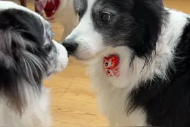 当家里突然冒出只陌生狗，边牧会有什么反应 #奥利与奥斯卡 #狗狗的心思都写在脸上了 #陨石边牧视频封面