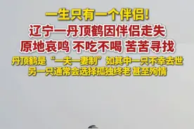 一生只有一个伴侣！辽宁一丹顶鹤因伴侣走失，原地哀鸣、不吃不喝。（极目新闻）