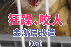 狂躁咬人金渐层改造7-橙子同学 #猫咬人怎么治 #训猫 #猫应激