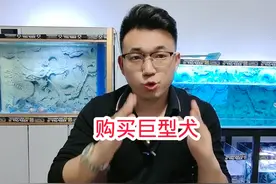圣伯纳犬为何不肯卖给我们，原来怕进狗肉馆视频封面