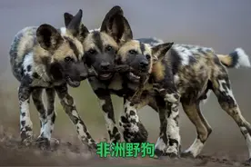 野狗家族共同抚养幼崽，数只狗崽的食物需求量越来越大(2) #野狗视频封面
