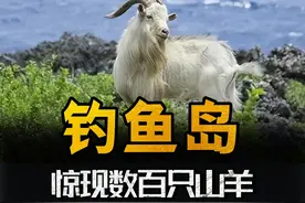 钓鱼岛惊现数百只山羊？专家紧急前往调查，最后让人哭笑不得 （1）#钓鱼岛 #山羊 #历史 #涨知识 #内容启发搜索