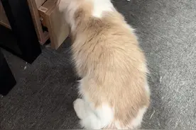 奇怪，芋圆的尾巴到底是被谁烧的呢？#猫尾巴 #烧焦 #猫视频封面