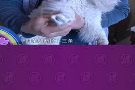 河南郑州：抱邻居家狗玩，孩子失手将狗狗扔下楼，狗主人：摔断三条腿(上)#宠物 #狗狗 #河南dou知道 @《小莉帮忙》石小莉 视频封面
