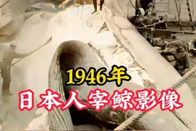 1946年日本人捕杀鲸鱼：残酷的宰杀场景，看着令人发指！ #历史视频封面