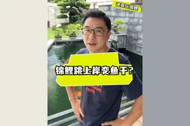 #锦鲤  鱼跳池了究竟是否和自然灾害预警有关？#地震  #水族 #地震局回应滇池鱼跃现象视频封面