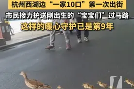 #杭州  #西湖  边“一家10口”第一次出街，市民接力护送刚出生的“宝宝们”过马路，这样的#暖心  守护已是第9年！#鸳鸯视频封面