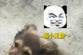 小狗：谢谢消防员帮我“报仇”~#萌宠 #你可以永远相信中国消防 @湘潭消防视频封面