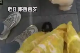 女生被警犬“扇”腿，西安公安录“道歉”视频搞笑回应#警犬 视频封面
