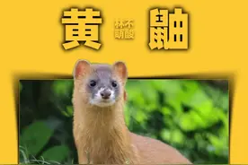 一只感恩的黄鼠狼 #神奇动物在抖音 #动物的感情超乎我们的想象  #人与动物发生感人的故事  #万物皆有灵性 #黄鼠狼视频封面