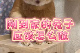 兔子刚到家应该怎么做？ 刚到家的兔子应该注意什么？#宠物兔 #兔子怎么养？