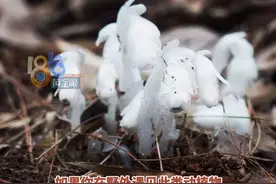 宁波奉化野外发现水晶兰，属国家近危级别的野生珍惜植物，喜欢登山的朋友，遇到了可千万别碰#浙江dou知道  #水晶兰视频封面