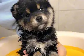 见过洗澡这么乖的小柴犬嘛 #有些小狗一看就知道非常乖 #洗香香 #萌宠出道计划 #柴犬 #给狗狗洗澡视频封面