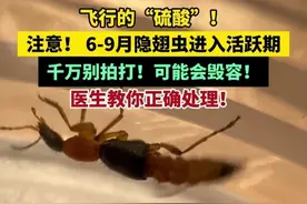气温升高，注意隐翅虫出没！6-9月隐翅虫进入活跃期！千万别拍打，小心摸到哪里，“毁容”到哪里！医生教你正确处理！视频封面