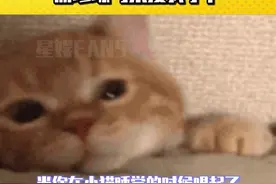 小猫：你也听说过我的故事吗#猫咪 #萌宠出道计划 #委屈猫 #加勒比海盗视频封面