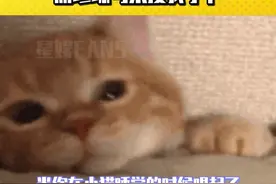 小猫：你也听说过我的故事吗#猫咪 #萌宠出道计划 #委屈猫 #加勒比海盗视频封面