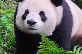 7.26日：牟奶爸找到野培的贤贤母子，母子俩安全平安，贤贤崽视频封面