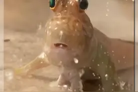 弹涂鱼为什么总是一副精打细算又算不明白的样子？ #弹涂鱼 #跳跳鱼 #动物科普 #神奇动物在抖音