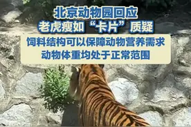 6月20日（采访时间），北京。北京动物园回应老虎瘦如“卡片”：经核实，动物园狮虎山所饲养大型猫科动物都是按照饲养要求，结合动物个体实际情况定的饲料内容，饲料结构可以保障动物营养需求。同时，动物园会根据季节个体实际情况进行动态调整。目前，动物体重均处于正常范围。