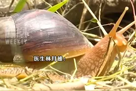 广东雨后出现非洲大蜗牛，医生提醒：别碰别食用，其身上有很多致病菌或者寄生虫视频封面