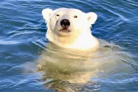 海象是北极熊的食物之一，但成年海象皮太厚，身体也太大，北极熊吃不了。在这片海滩上看到了北极熊，估计就是冲着这片海象来的。母北极熊冬眠的时间是六个月，在睡梦中产仔，每次两个。小北极熊只有拳头大小，会自己找奶吃。等到母熊醒来，孩子已经两个月大了。就可以带出去四处逛了。但是随着全球气温变暖，它们能活动的区域也在缩小。#大有学问 #旅行 #vlog #北极熊视频封面