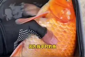 钓鱼男子将大鱼放生。 #钓鱼人 #锦鲤 #野外垂钓 （视频来源：@你挺淘气啊， ）07视频封面