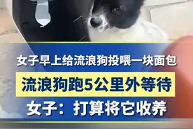 11月29日，湖南永州一女子早上出门时给流浪狗投喂面包，9小时后下班，发现流浪狗跑5公里外等待。视频封面