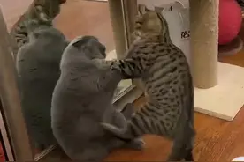 干架专门踹人腰子的狸花猫宋庄，除了不讲武德甚至一言不合就开打