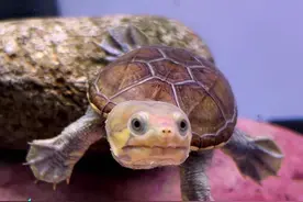 乌龟不会说话，但会通过动作告诉你它的想法~#乌龟 #神奇动物在抖音 