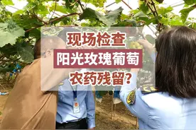 #现场检查  “阳光玫瑰”泡药水？检测结果来了！#你点我检视频封面