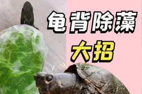 龟背除藻大招，手残秒会，实用分享#养龟日常 #养龟人 #宠物龟