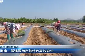 海南：做强做优热带特色高效农业【来源/海南新闻联播】#海南视频封面
