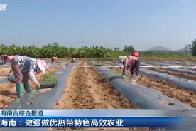 海南：做强做优热带特色高效农业【来源/海南新闻联播】#海南视频封面