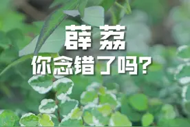 薜荔 你念错了吗？#园艺 #植物 #薜荔 