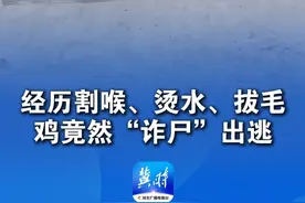女子遇杀鸡 鸡毛都被拔光了 结果鸡竟然跳起来“逃跑”“割喉 烫了水还拔了毛”#万万没想到 #神奇动物在这里视频封面